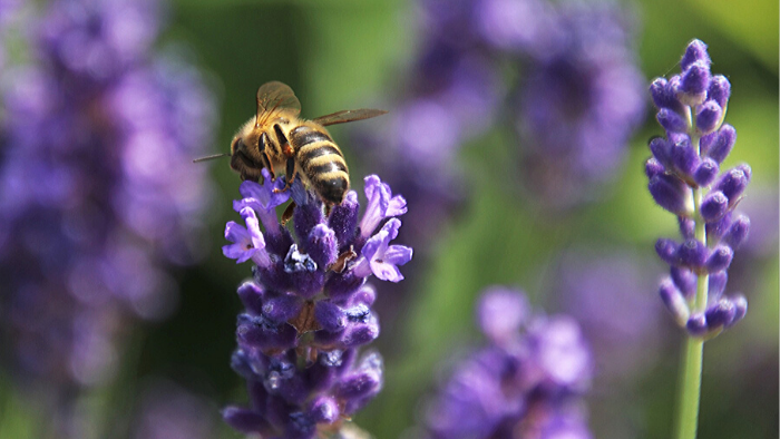 phytotherapie-lavendel